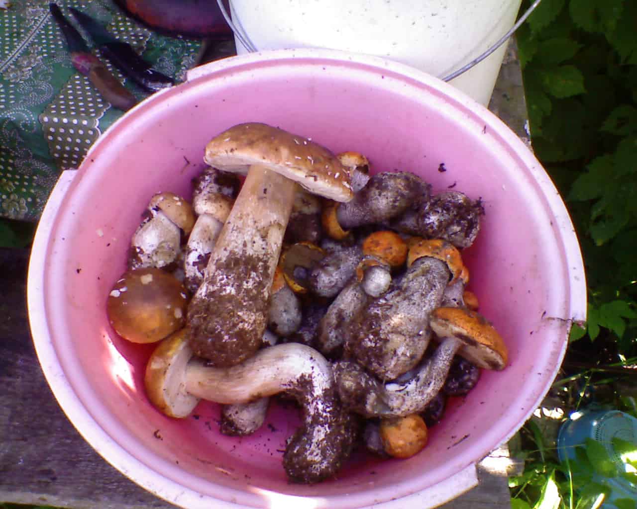 Подосиновики и белые грибы